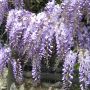 Glycine de Chine ou Wisteria sinensis  Blue Line® Copper Leo