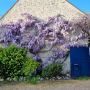 Glycine de Chine ou Wisteria sinensis  Blue Line® Copper Leo