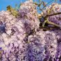 Glycine de Chine ou Wisteria sinensis  Blue Line® Copper Leo