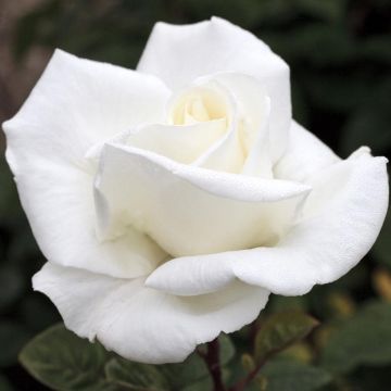 Rosier buisson METROPOLITAN ® Meifaissel