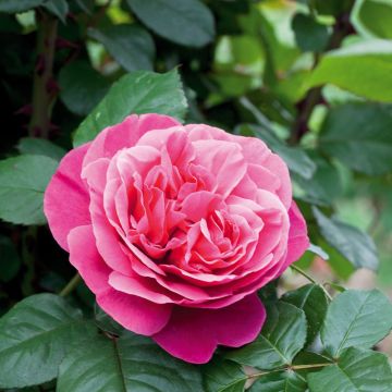 Rosier Line Renaud ® Meiclusif