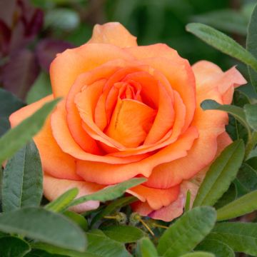 Rosier LOUIS DE FUNES ® Meirestif fleurs