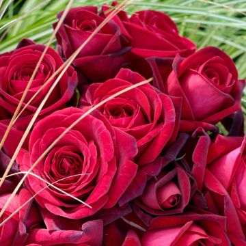 Rosier Demi-tige EDITH PIAF ® Meiramboys