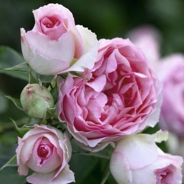 Rosier grimpant mini PIERRE DE RONSARD ® Meibigboni
