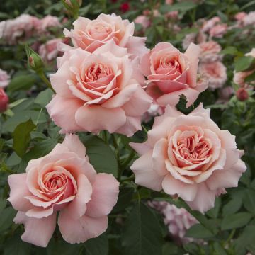 Rosier tige Botticelli