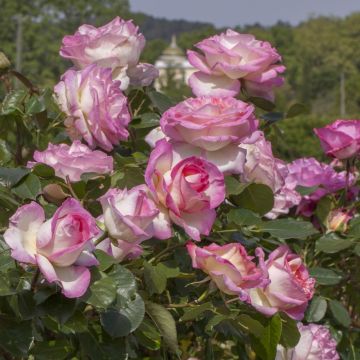 Rosier Grimpant PRINCESSE DE MONACO ® Meibergamu