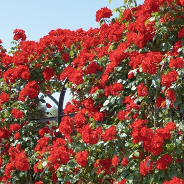 Rosier Grimpant LA SEVILLANA ® Meige-kanusar