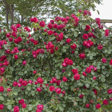 Rosier Grimpant à grandes fleurs Red Eden Rose ® (Eric Tabarly)
