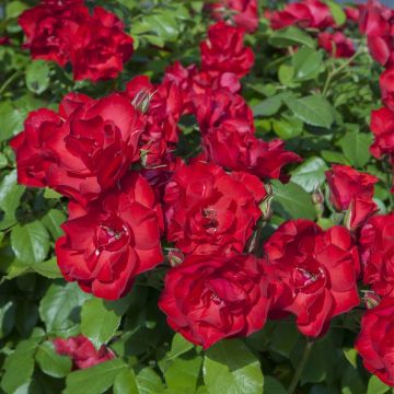 Rosier Paysager La Sevillana ® Meigekanu