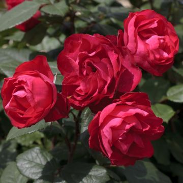Rosier Demi-tige Cherry BONICA ® Meipeporia