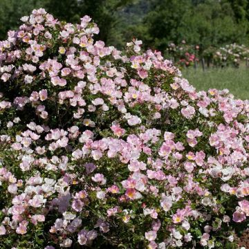 Rosier arbustif Rouge Meillandécor