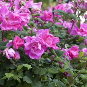 Rosier Pink Knock Out en pot de 2L