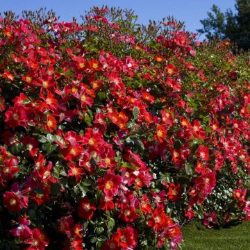 Rosier arbustif Rouge Meillandécor