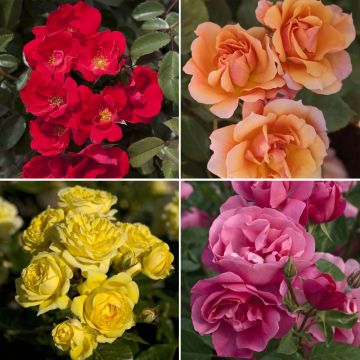 Collection Haie de rosiers
Collection Haie de rosiers