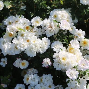 Rosier arbustif Douceur Normande