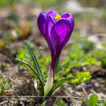 Crocus à grandes fleurs Flower Record