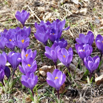 20 Crocus à grandes fleurs Grand Maître