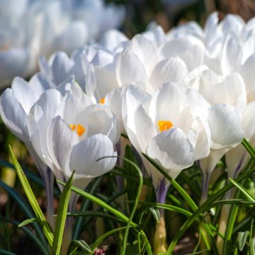 Crocus à grandes fleurs Jeanne d'Arc