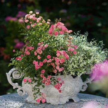 Mini-rosier LillyRose TM Wonder6 ‘Hohoemi rouge’