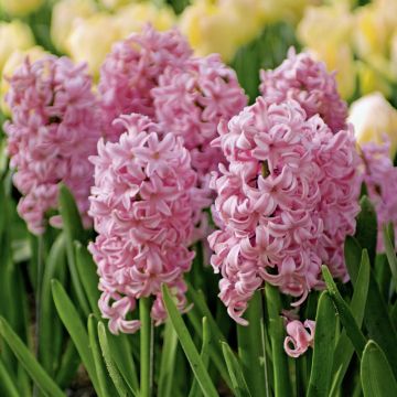 Jacinthe à massifs Fondante