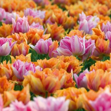 Collection 2 mois de Tulipes Blanches