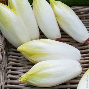 Chicorée Endive Witloof Platine HF1