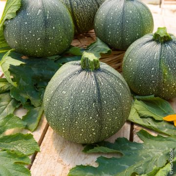 Courgette de Nice à fruit rond