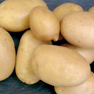 Pomme de terre Elodie
