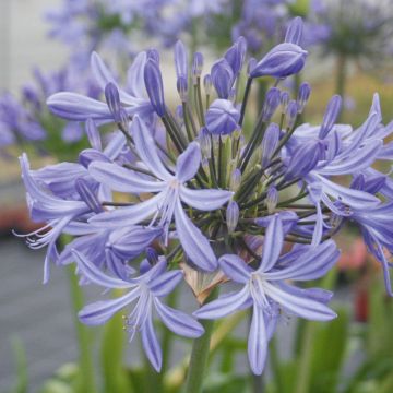 Agapanthe Vall&eacute;e de l'Authion