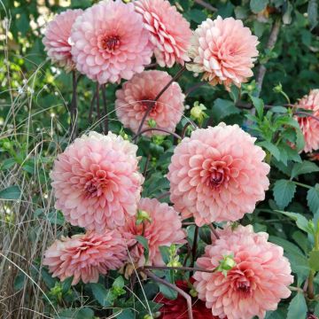 Dahlia décoratif Château de la Bourdaisière