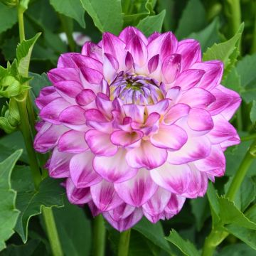 Dahlia décoratif Berlingot