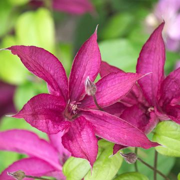 Clématite - Clematis Saphyra®  Nancy