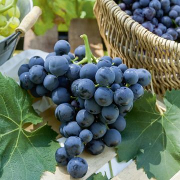 Vigne de table Alphonse Lavallée