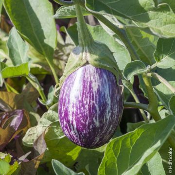 Aubergine Rania F1