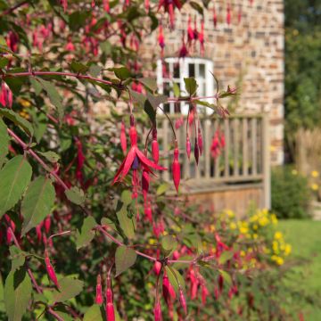 Fuchsia vivace Riccartonii