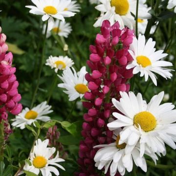 Grandes marguerites blanches simples à cœur jaune 