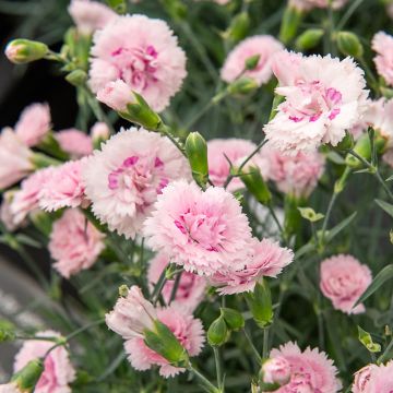 &OElig;illet anglais &lsquo;Candy Floss&rsquo; ou Dianthus Plumarius