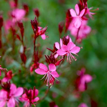 Gaura Gaudi Red
