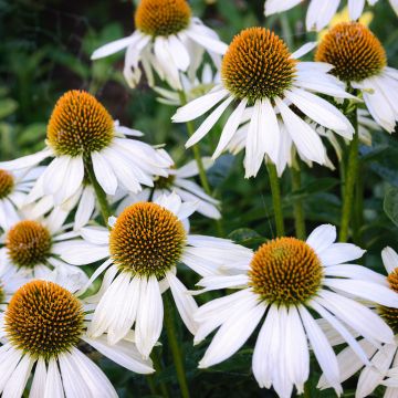 Rudbeckia purpurea blanc ou Echinacea purpurea ‘Alba’