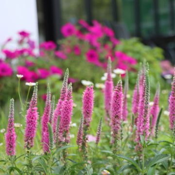 Véronique en épis rose