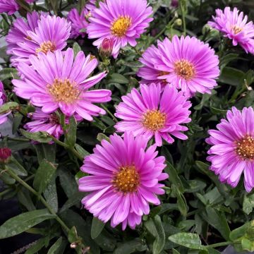 Aster de Nouvelle Belgique ‘Patricia Ballard’