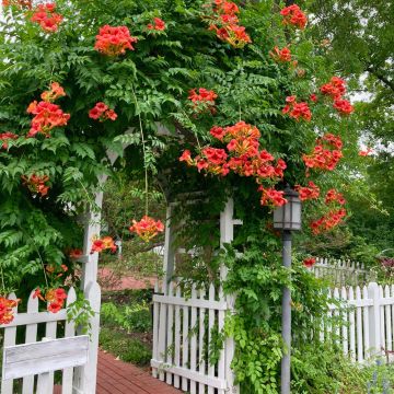 Bignone ou Campsis X tagliabuana 'Madame Galen'