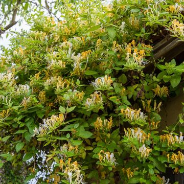 Chèvrefeuille du Japon ou Lonicera japonica Halliana