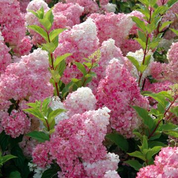 Hortensia paniculata VANILLE FRAISE ® Renhy