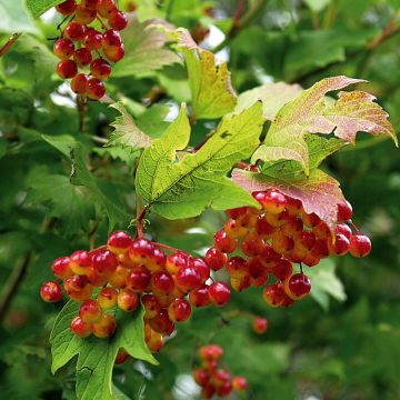 Viorne orbier - Viburnum opulus