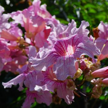 Podranea ricasoliana, bignone rose ou liane orchidée