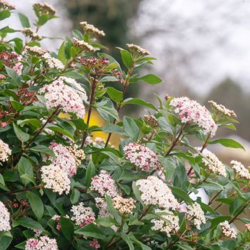 Viburnum tinus Gwenllian