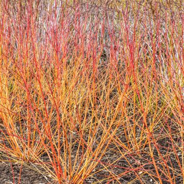 Cornus sanguinea WINTER FLAME ® Anny