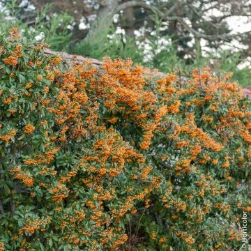 Pyracanthas SAPHYR ® orange 'Cadange'