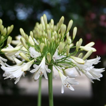 Agapanthe Vallée Blanche